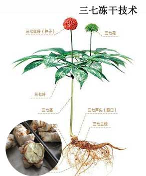凍干機設(shè)備在三七中藥材加工的應(yīng)用